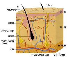 皮膚の構造